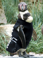 Ralph the bald penguin gets a special personalised wetsuit, Marwell Wildlife Park, Hampshire, Britain - 11 Jun 2010