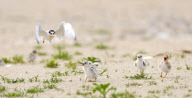 Tern chick falls over trying to swallow a fish, New Jersey, America - 20 Jul 2010