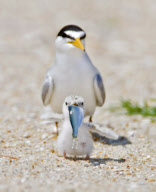 Tern chick falls over trying to swallow a fish, New Jersey, America - 20 Jul 2010