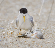 Tern chick falls over trying to swallow a fish, New Jersey, America - 20 Jul 2010
