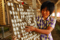 #(8)CHINA-SHANDONG-SILKWORM BREEDING-HARVEST(CN)