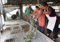#(2)CHINA-SHANDONG-SILKWORM BREEDING-HARVEST(CN)