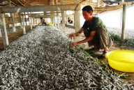 #(5)CHINA-SHANDONG-SILKWORM BREEDING-HARVEST(CN)