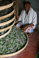 Silk production - from worm to catwalk, southern India - 2010