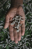Silk production - from worm to catwalk, southern India - 2010