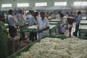 Silk production - from worm to catwalk, southern India - 2010