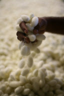 Silk production - from worm to catwalk, southern India - 2010