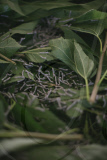 Silk production - from worm to catwalk, southern India - 2010