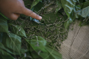 Silk production - from worm to catwalk, southern India - 2010