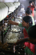 Silk production - from worm to catwalk, southern India - 2010
