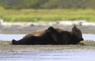 Various Sleeping Animals