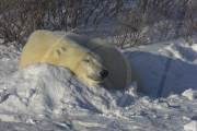 Various Sleeping Animals