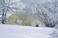 Various Sleeping Animals