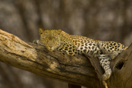 Various Sleeping Animals