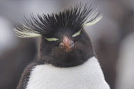 Various Sleeping Animals