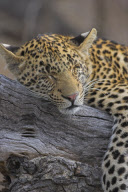 Various Sleeping Animals