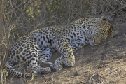 Various Sleeping Animals