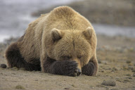 Various Sleeping Animals