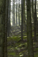 Vyrnwy estate in Powys is being sold by Severn Trent, Wales, Britain - 07 Jul 2010