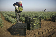 Migrant workers picking daffodils on the Linconshire Fens, Britain - 02 Jun 2010