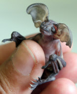 One-week-old Cruella the baby long eared bat, who is being hand reared at the Secret World Wildlife Rescue, Somerset, Britain - 30 Jul 2010