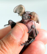 One-week-old Cruella the baby long eared bat, who is being hand reared at the Secret World Wildlife Rescue, Somerset, Britain - 30 Jul 2010