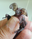One-week-old Cruella the baby long eared bat, who is being hand reared at the Secret World Wildlife Rescue, Somerset, Britain - 30 Jul 2010