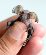 One-week-old Cruella the baby long eared bat, who is being hand reared at the Secret World Wildlife Rescue, Somerset, Britain - 30 Jul 2010