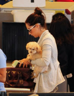 Ashley Tisdale and Pooch Fly Out