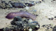 Underwater expedition finds several previously undiscovered species, Newfoundland, Canada - 02 Aug 2010