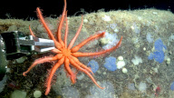 Underwater expedition finds several previously undiscovered species, Newfoundland, Canada - 02 Aug 2010