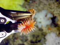 Underwater expedition finds several previously undiscovered species, Newfoundland, Canada - 02 Aug 2010