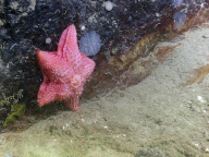 Underwater expedition finds several previously undiscovered species, Newfoundland, Canada - 02 Aug 2010