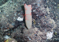Underwater expedition finds several previously undiscovered species, Newfoundland, Canada - 02 Aug 2010