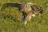 Little Owls (Athene noctua) nesting in Wales, Britain - Jun 2010