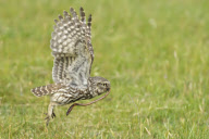 Little Owls (Athene noctua) nesting in Wales, Britain - Jun 2010