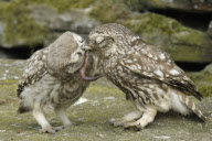 Little Owls (Athene noctua) nesting in Wales, Britain - Jun 2010