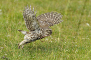 Little Owls (Athene noctua) nesting in Wales, Britain - Jun 2010