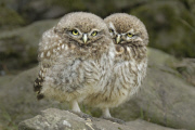 Little Owls (Athene noctua) nesting in Wales, Britain - Jun 2010
