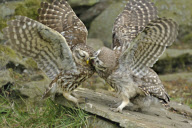 Little Owls (Athene noctua) nesting in Wales, Britain - Jun 2010