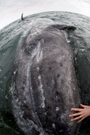 'The friendliest whales in the world', Baja California, Mexico - Aug 2010