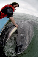 'The friendliest whales in the world', Baja California, Mexico - Aug 2010