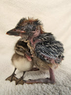 Duckling befriends young kookaburra, Seaview Wildlife Encounter, Ryde, Isle of Wight, Britain - 08 Aug 2010