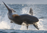 Great white sharks hunting Cape Fur seals off Seal Island, False Bay, South Africa - 28 Jul 2010