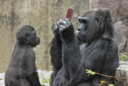 Gorilla plays with Nintendo DS accidentally dropped into its enclosure, San Franciso Zoo, America - 06 Aug 2010
