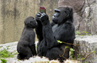 Gorilla plays with Nintendo DS accidentally dropped into its enclosure, San Franciso Zoo, America - 06 Aug 2010