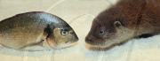 Baby otter named Gariant being hand-reared at the Secret World Wildlife Centre, Somerset, Britain - 08 Aug 2010