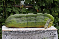 Man grows massive 112lb (51kg) marrow, Tylacoch, Llanharry, south Wales - 17 Aug 2010