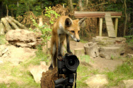 Fox cub takes picture of herself and photographer using his camera, New Forest Wildlife Park, Ashurst, Hampshire, Britain - 21 Aug 2010