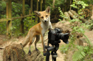 Fox cub takes picture of herself and photographer using his camera, New Forest Wildlife Park, Ashurst, Hampshire, Britain - 21 Aug 2010